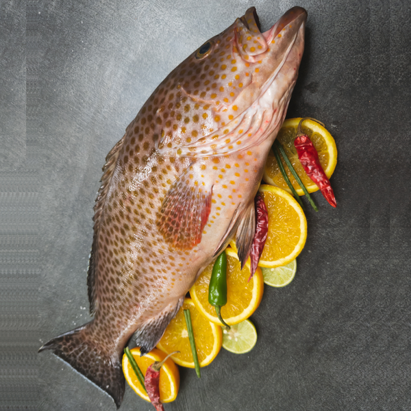 Grooper Cod Grouper whole/Reef Cod – Bombay Fish Co.