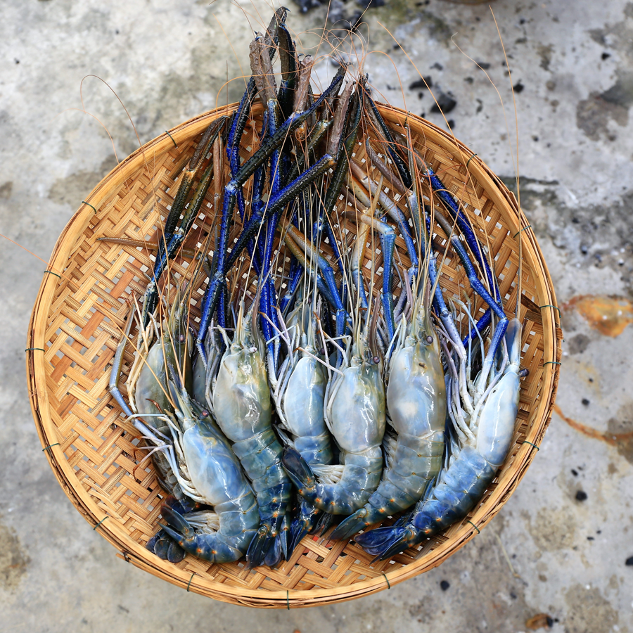 Scampi prawn big (10-14pcs/kg)(500 GM)