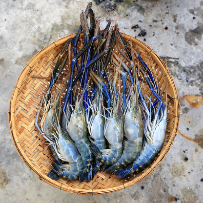 Scampi prawn big (10-14pcs/kg)(500 GM)